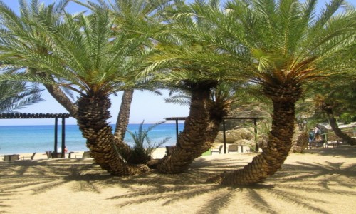 Zdjcie GRECJA / Kreta Wschodnia / Vai / Palmy z play Vai