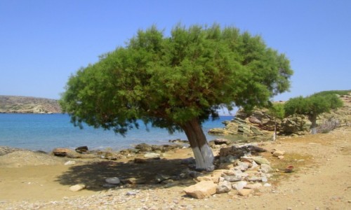 Zdjecie GRECJA / Kreta Wschodnia / okolice Tenda Bay / Samotne drzewo