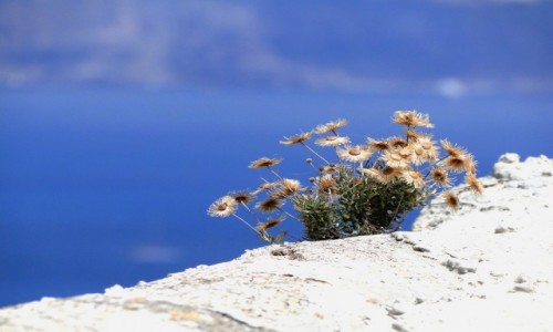 Zdjcie GRECJA / Santorini / Thirasia / Wspomnienie z Santorini.