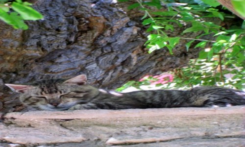 Zdjęcie GRECJA / Thassos / Maries / Wkomponowany