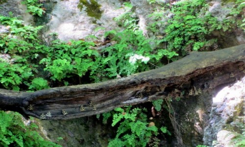 GRECJA / Rodos / Dolina Motyli / my z Doliny Motyli