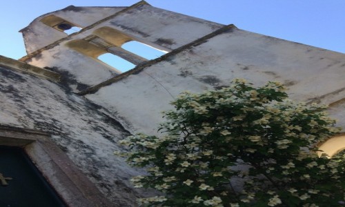 GRECJA / Korfu / Perithia / Old Perithia - storczyk na tle ruin kaplicy
