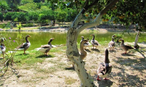 Zdjcie GRECJA / Kreta / Botanical Park & Gardens of Crete / Gsi w pomaraczach