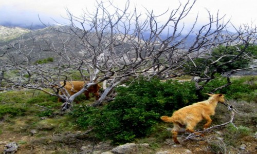 Zdjcie GRECJA / Kreta / okolice Elafonisi / * Dzi(kzki)