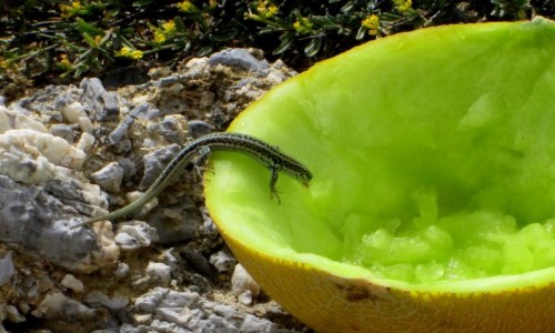 Zdjecie GRECJA / Kreta / Elafonisi / * Spragniona