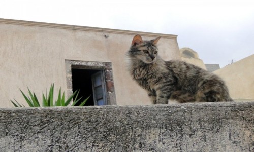 Zdjecie GRECJA / Cyklady, Santorini / Mesa Gonia - 