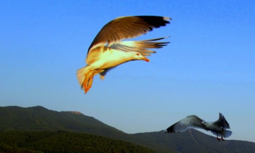 Zdjecie GRECJA / Thassos / W drodze z Kavali do Limenas / W socu i w cieniu