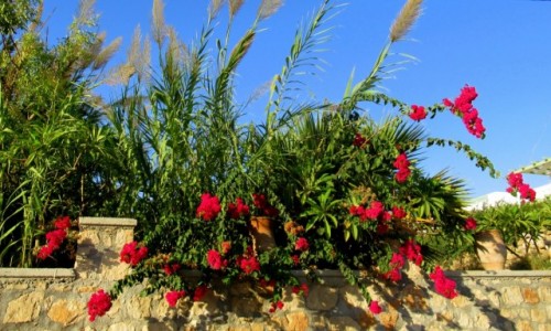 Zdjecie GRECJA / Karpathos / Arkasa / Kolorowo