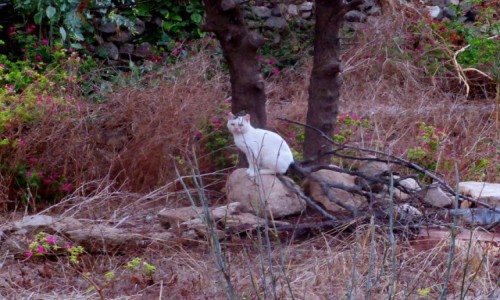 Zdjecie GRECJA / Karpathos / Arkasa / Buszujcy w greckim 