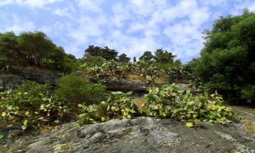 Zdjcie GRECJA / Epir / Parga / Opuncjowe wzgrze