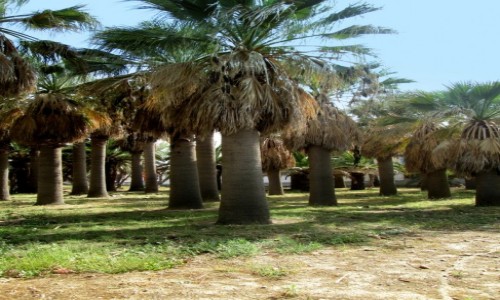 Zdjecie GRECJA / Kreta / Agia Marina / Palmowy gaj