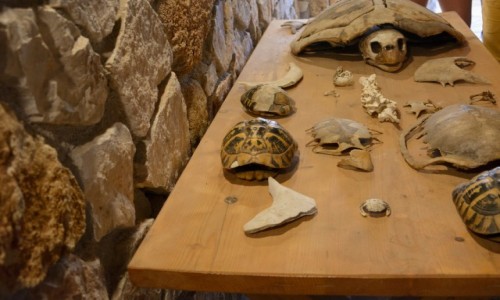 Zdj�cie GRECJA / Wyspy Jo�skie -Zakynthos / Gerakas  / szkielety ��wi morskich 