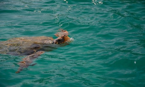 Zdjcie GRECJA / Wyspy Joskie - Zakynthos / Zatoka Laganas / Caretta caretta (w morski)
