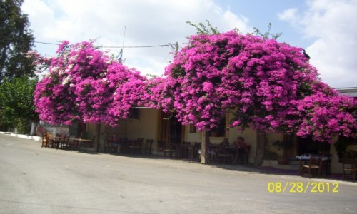 Zdjcie GRECJA / Kreta / Kreta / Przydrona kawiarnia gdzie na Krecie