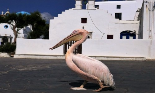 Zdjcie GRECJA / Cyklady / Chora, wyspa Mykonos / Najsynniejszy mieszkaniec Mykonos - PEDRO