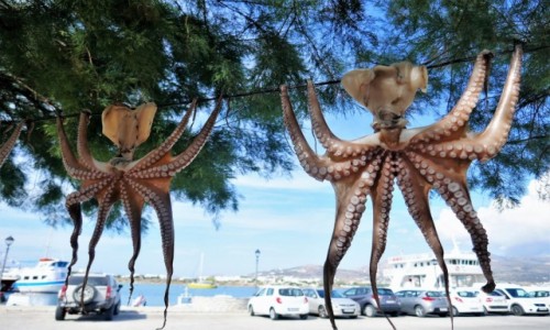 Zdjcie GRECJA / Cyklady / Wyspa Antyparos / Omiorniczka