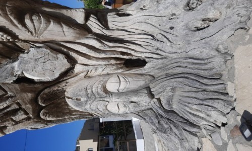 Zdjecie GRECJA / Poudniowa Kreta / Matala / Drugie ycie dzrzewa oliwnego