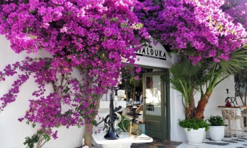 Zdjęcie GRECJA / Cyklady / Wyspa Antiparos / Ukwiecone Antiparos