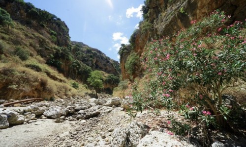 Zdjecie GRECJA / Kreta / Topolia / Wwz Topoliana