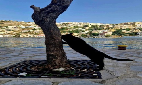 Zdjcie GRECJA / Symi / port Gialos / Nie tylko kozy na drzewa skacz