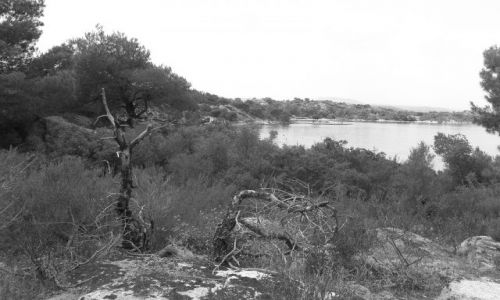 Zdj�cie GRECJA / P�wysep Chalkidiki / Sithonia / z perspektywy lasu piniowego