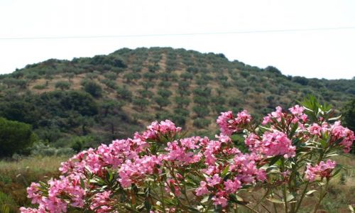 Zdjecie GRECJA / Chalkidiki / sithonia / trochę koloru ...