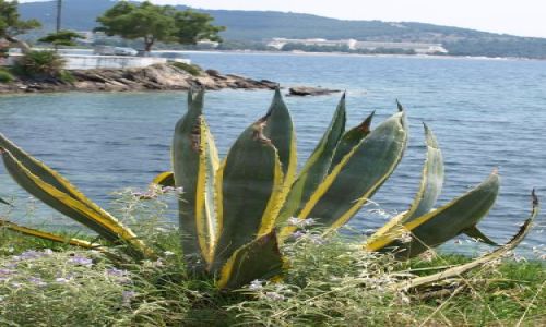 Zdjecie GRECJA / Chalkidiki / sithonia / taki sobie kaktusowaty