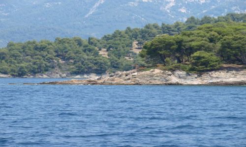 Zdjęcie GRECJA / Chalkidiki / sithonia / ...
