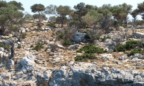 Zdjęcie GRECJA / Chalkidiki / sithonia / jak one rosną
