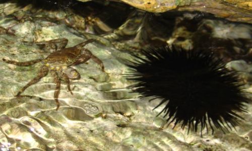 Zdjecie GRECJA / brak / Morze Egejskie / Spotkanie na szczycie (skaly)