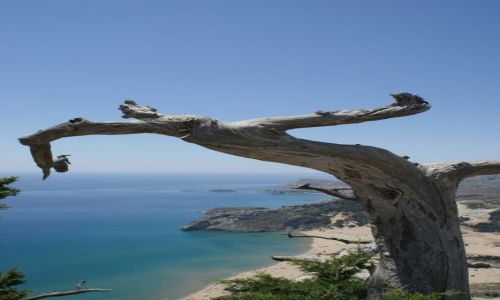 Zdjecie GRECJA / Rodos / Rodos / Drzewo