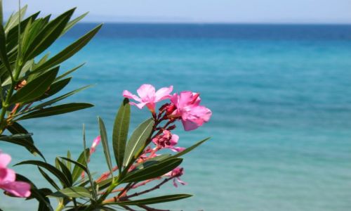 Zdjecie GRECJA / Pwysep Chalkidiki / Kriopigi / Z widokiem na morze