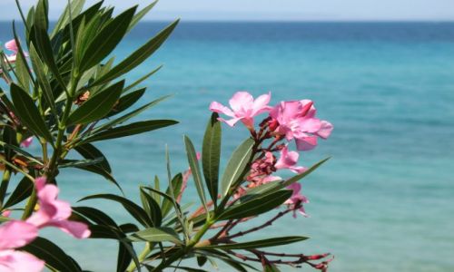 Zdjecie GRECJA / Pwysep Chalkidiki / Kriopigi / Z widokiem na morze 2