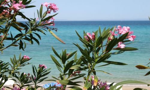 Zdjecie GRECJA / Pwysep Chalkidiki / Kriopigi / Z widokiem na morze 3