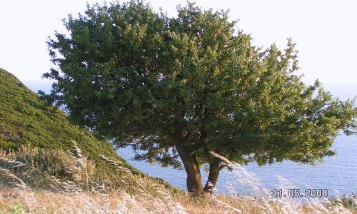 Zdjecie GRECJA / Korfu / Afionas / samotno