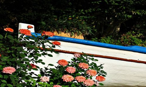 Zdjęcie GRECJA / Riwiera Olimpijska / ok. Nei Pori / różana  łódź.....