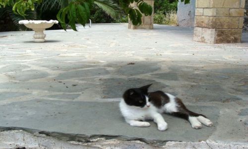 Zdjecie GRECJA / Rodos / Prasonissi / Grecki kot I