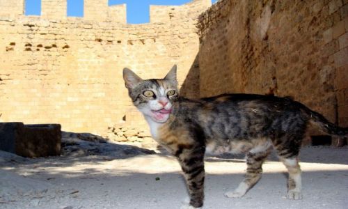 Zdjecie GRECJA / Rodos / Lindos / Grecki kot II