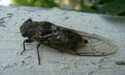 Zdjęcie GRECJA / Rodos / Mesanagros / Cykada II