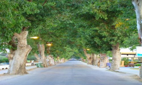 Zdjęcie GRECJA / Rodos / Kolimbia / Aleja eukaliptusowa