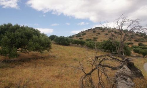 Zdjęcie GRECJA / Kreta / Chaugas / Oliwkowe gaje I