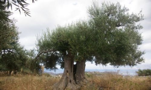 Zdjęcie GRECJA / Kreta / Chaugas / Oliwkowe gaje II
