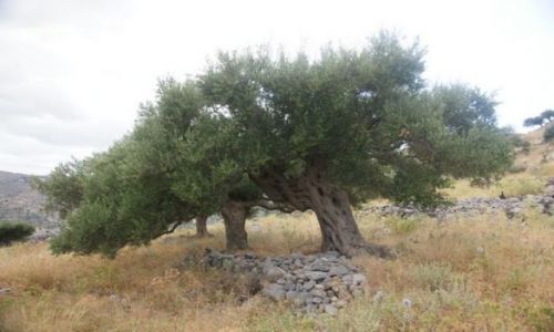 Zdjęcie GRECJA / Kreta / Chaugas / Oliwkowe gaje III