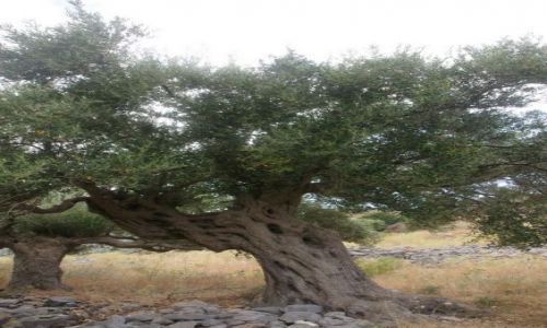 Zdjęcie GRECJA / Kreta / Chaugas / Oliwkowe gaje IV