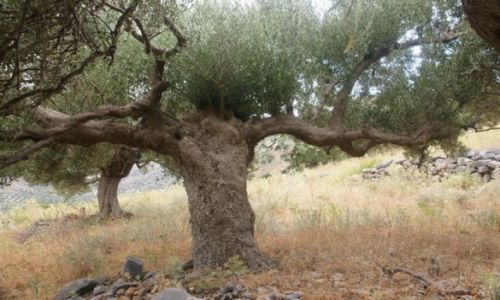 Zdjęcie GRECJA / Kreta / Chaugas / Drzewko oliwne V