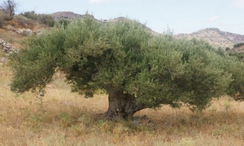 Zdjęcie GRECJA / Kreta / Chaugas / Drzewko oliwne VI
