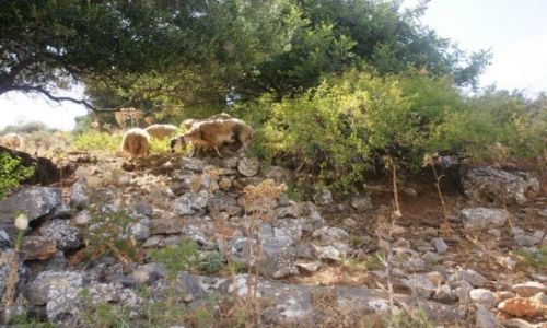 Zdjcie GRECJA / Kreta /   - / Owce I