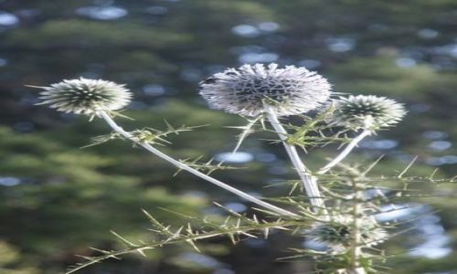 Zdjęcie GRECJA / Kreta / okolice Skinias / Suchorośl