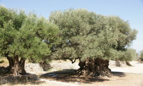 Zdjęcie GRECJA / Kreta / Kavusi / Najstarsze drzewko oliwne na Krecie