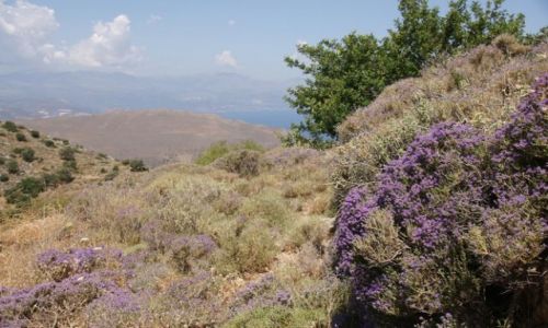 Zdjęcie GRECJA / Kreta / Kavusi / W głębi Krety